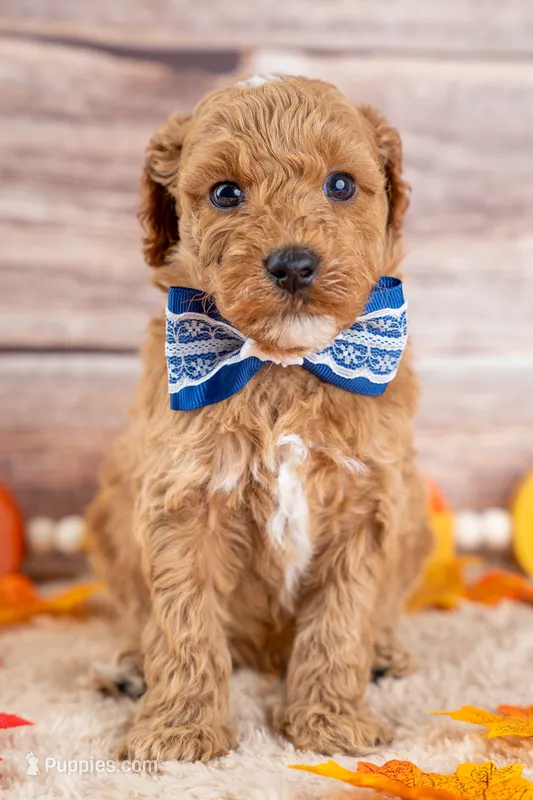 Bentley – Poodle - Miniature  puppy for sale in Tooele, UT