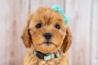 Josie, a female Cavapoo for sale in Tooele, UT – 7 of 7