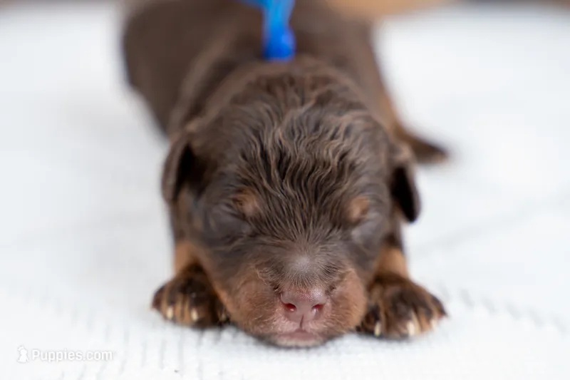 Ash – Bernedoodle puppy for sale in Tooele, UT