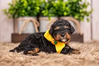Alder, a male Bernedoodle and Miniature Bernedoodle for sale in Tooele, UT – 3 of 8