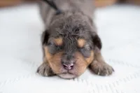 Rowan, a male Bernedoodle for sale in Tooele, UT – 2 of 5