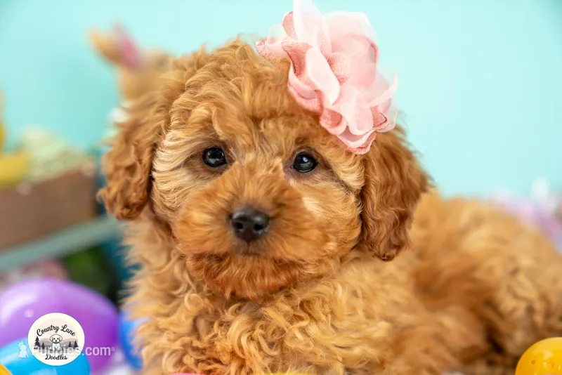 Cassidy – Cavapoo puppy for sale in Erda, UT