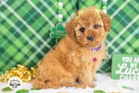 Cassidy, a female Cavapoo for sale in Erda, UT – Photo 2 of 4
