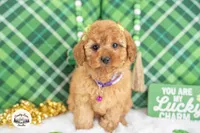 Cassidy, a female Cavapoo for sale in Erda, UT – Photo 4 of 4