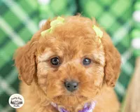 Cassidy, a female Cavapoo for sale in Erda, UT – Photo 1 of 4