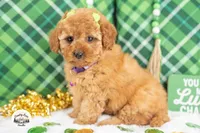 Cassidy, a female Cavapoo for sale in Erda, UT – Photo 3 of 4