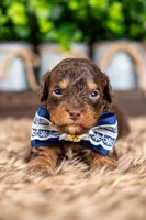Ash, a male Bernedoodle and Miniature Bernedoodle for sale in Tooele, UT – 1 of 8