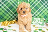 Bailey, a female Cavapoo for sale in Erda, UT – Photo 4 of 4
