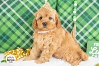 Bailey, a female Cavapoo for sale in Erda, UT – Photo 2 of 4