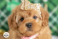 Bailey, a female Cavapoo for sale in Erda, UT – Photo 1 of 4