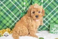 Bailey, a female Cavapoo for sale in Erda, UT – Photo 3 of 4