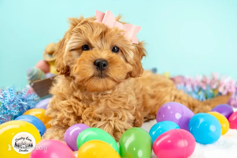 Bailey – Cavapoo puppy for sale in Erda, UT