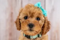 Josie, a female Cavapoo for sale in Tooele, UT – 5 of 7