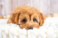 Boone, a male Cavapoo for sale in Tooele, UT – 5 of 5