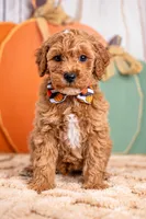 Bentley, a male Poodle - Miniature  for sale in Tooele, UT – 2 of 10