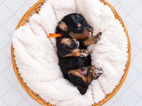 Cypress, a male Bernedoodle for sale in Tooele, UT – 3 of 3