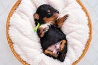 Cedar, a male Bernedoodle for sale in Tooele, UT – 4 of 4
