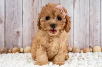 Millie, a female Cavapoo for sale in Tooele, UT – 6 of 6