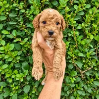 Bentley, a male Poodle - Miniature  for sale in Tooele, UT – 7 of 10