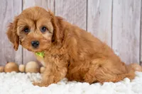 Boone, a male Cavapoo for sale in Tooele, UT – 2 of 5