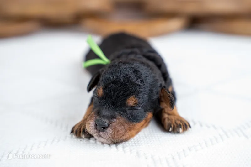 Cedar – Bernedoodle puppy for sale in Tooele, UT
