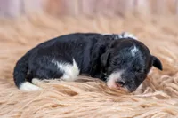 Maple Mae, a female Bernedoodle for sale in Tooele, UT – 4 of 6