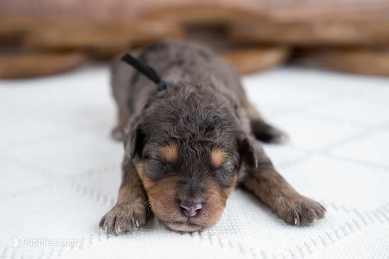 Rowan – Bernedoodle puppy for sale in Tooele, UT