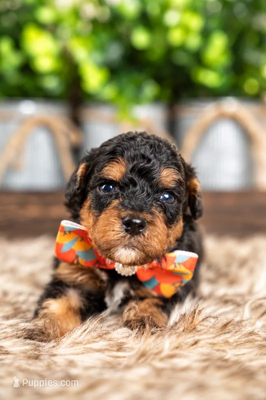 Cypress – Bernedoodle, Miniature Bernedoodle puppy for sale in Tooele, UT