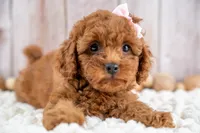 Daisey, a female Cavapoo for sale in Tooele, UT – 4 of 7