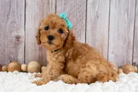 Josie, a female Cavapoo for sale in Tooele, UT – 6 of 7