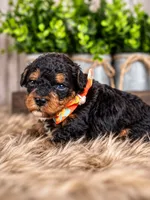 Cypress, a male Bernedoodle and Miniature Bernedoodle for sale in Tooele, UT – 2 of 6