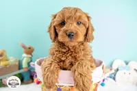 Rory, a male Cavapoo for sale in Erda, UT – Photo 1 of 6
