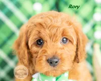 Rory, a male Cavapoo for sale in Erda, UT – Photo 2 of 6