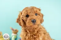 Rory, a male Cavapoo for sale in Erda, UT – Photo 4 of 6
