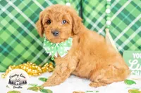 Rory, a male Cavapoo for sale in Erda, UT – Photo 3 of 6