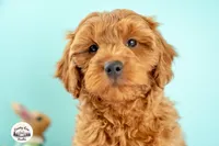 Rory, a male Cavapoo for sale in Erda, UT – Photo 6 of 6