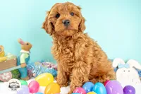 Rory, a male Cavapoo for sale in Erda, UT – Photo 5 of 6