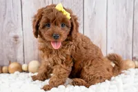 Georgia, a female Cavapoo for sale in Tooele, UT – 5 of 7