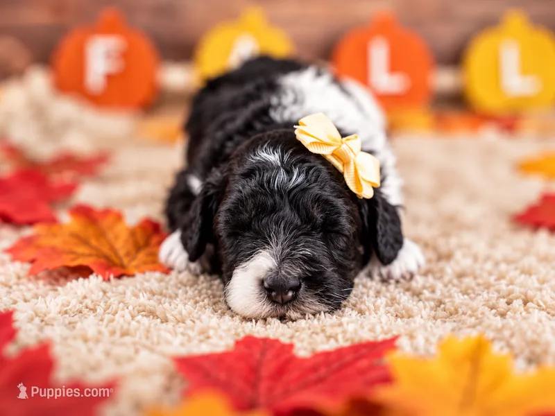 Maple Mae – Bernedoodle puppy for sale in Tooele, UT
