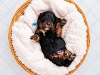 Oakley, a male Bernedoodle for sale in Tooele, UT – 3 of 3