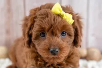 Georgia, a female Cavapoo for sale in Tooele, UT – 7 of 7