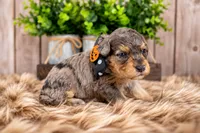 Rowan, a male Bernedoodle and Miniature Bernedoodle for sale in Tooele, UT – 2 of 9
