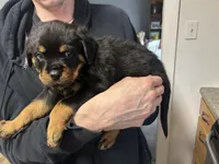 Baby blue, a male Rottweiler for sale in Alexandria, MN – Photo 1 of 4