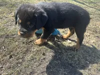 Baby blue, a male Rottweiler for sale in Alexandria, MN – Photo 4 of 4