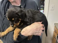 Baby blue, a male Rottweiler for sale in Alexandria, MN – Photo 2 of 4