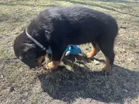 Baby blue, a male Rottweiler for sale in Alexandria, MN – Photo 3 of 4