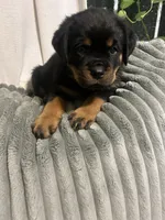 Teal girl, a female Rottweiler for sale in Elbow Lake, MN – 2 of 2