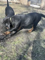 Olive green boy, a male Rottweiler for sale in Alexandria, MN – Photo 3 of 5