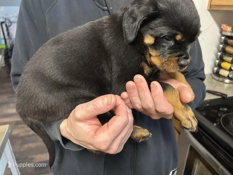 Olive green boy – Rottweiler puppy for sale in Alexandria, MN