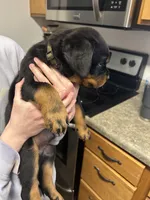 Olive green boy, a male Rottweiler for sale in Alexandria, MN – Photo 2 of 5